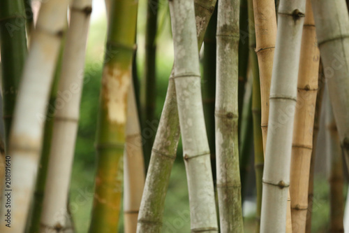 Fototapeta Naklejka Na Ścianę i Meble -  green bamboo plants