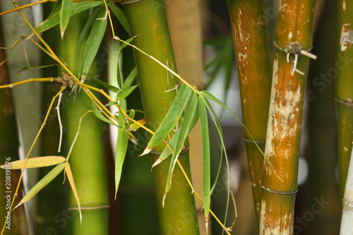 green bamboo plants
