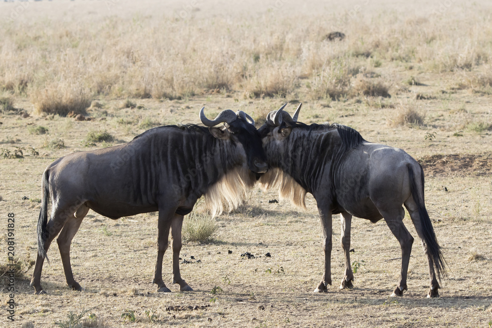 Two young male White bearded Wildebeest that stand muzzle to face in the African savannah Two young male White bearded Wildebeest that stand muzzle to face in the African savannah