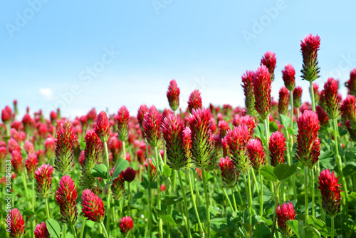 Field of flowering crimson clovers (Trifolium incarnatum) in spring rural landscape. 