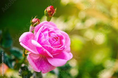 Beautiful single pink rose in garden