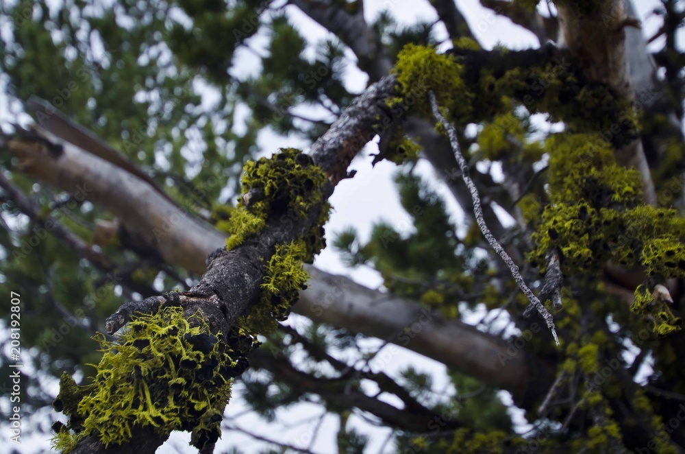 The moss on the branches of the trees in yellowstone park. 