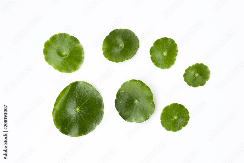 Obraz premium Fresh green leaf isolate on white background, round shape little green leaf