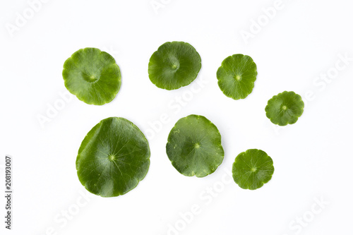 Fresh green leaf isolate on white background, round shape little green leaf