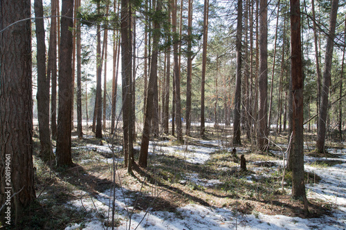 Bright sunny pine forest in the snow