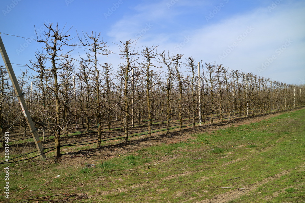 Obraz premium Apple garden in the spring.
