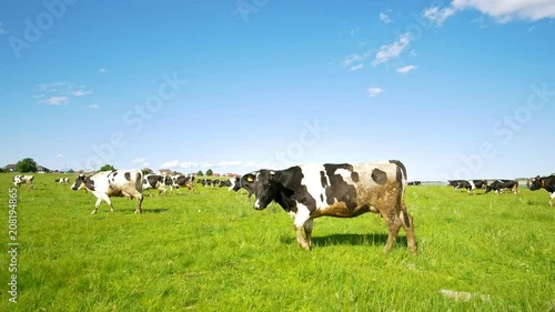 Wallpaper Mural Cow grazing on the pasture looking at camera in sunny summer day Torontodigital.ca