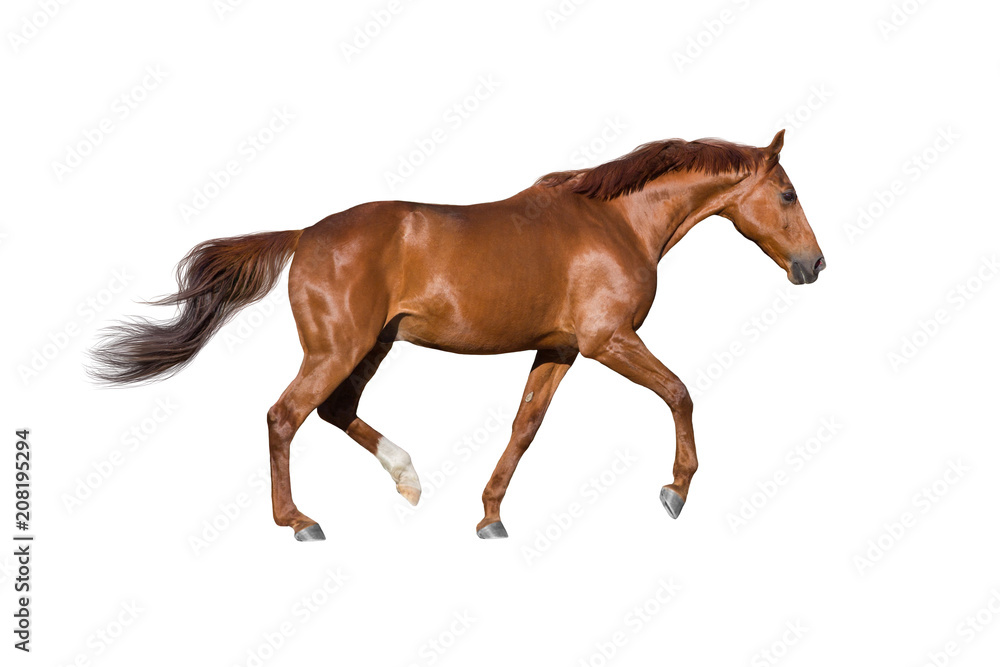 Red horse run gallop isolated on white