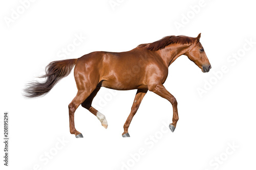 Red horse run gallop isolated on white