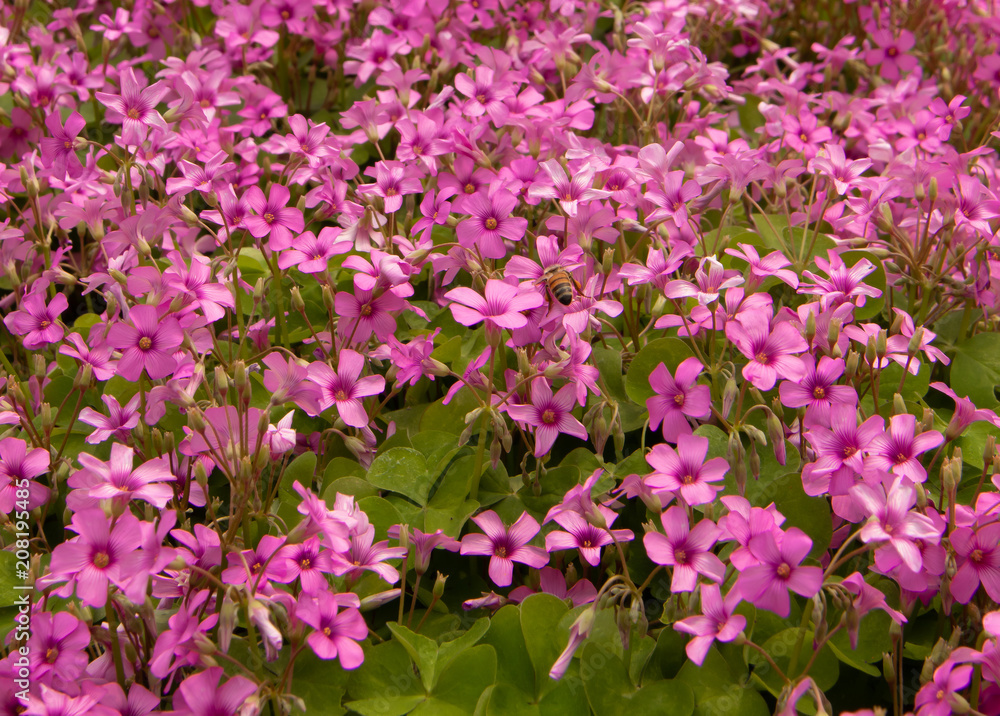 Bee is flying among the pink flowers