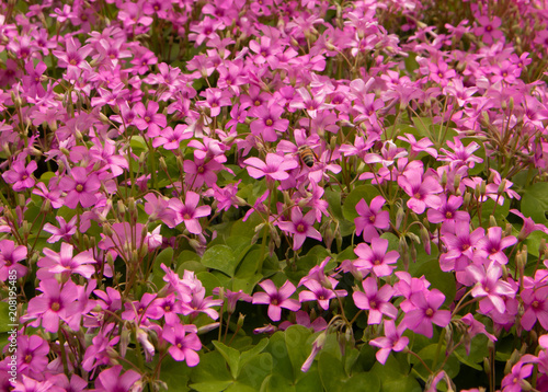 Fototapeta Naklejka Na Ścianę i Meble -  Bee is flying among the pink flowers
