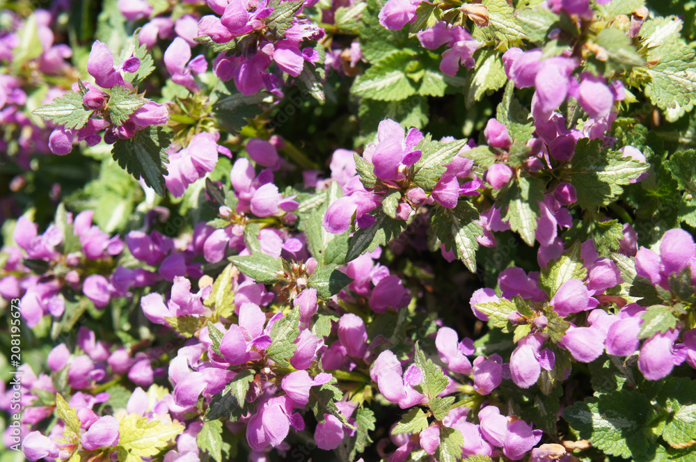 Lamium purpureum or red dead-nettle purple flowers with green Lamium purpureum or red dead-nettle purple flowers with green
