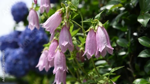 初夏の花　優しく揺れるホタルブクロ、紫陽花。ガーデニングイメージ素材、4k動画