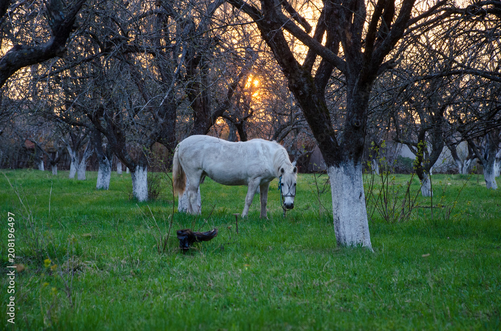 horse, grazing, trees, nature, sunset horse, grazing, trees, nature, sunset