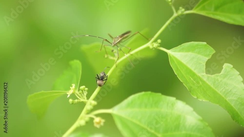 ants and Insects on the branch