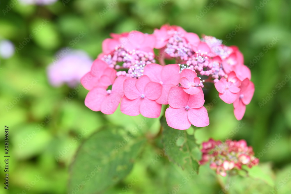 紫陽花 紫陽花