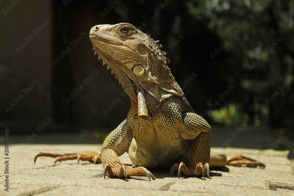 Iguana elegante Iguana elegante