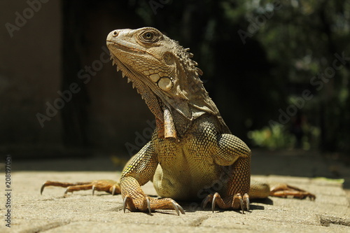 Iguana elegante