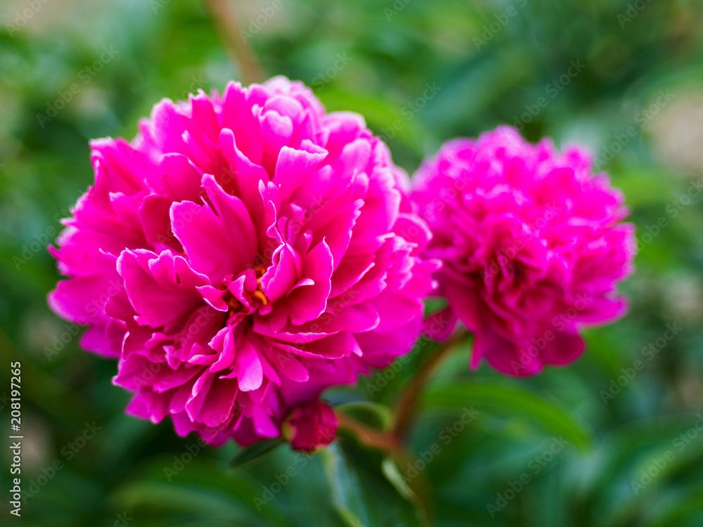 Bright summer peonies close-up in the garden. Macro. Buds. Bright summer peonies close-up in the garden. Macro. Buds.