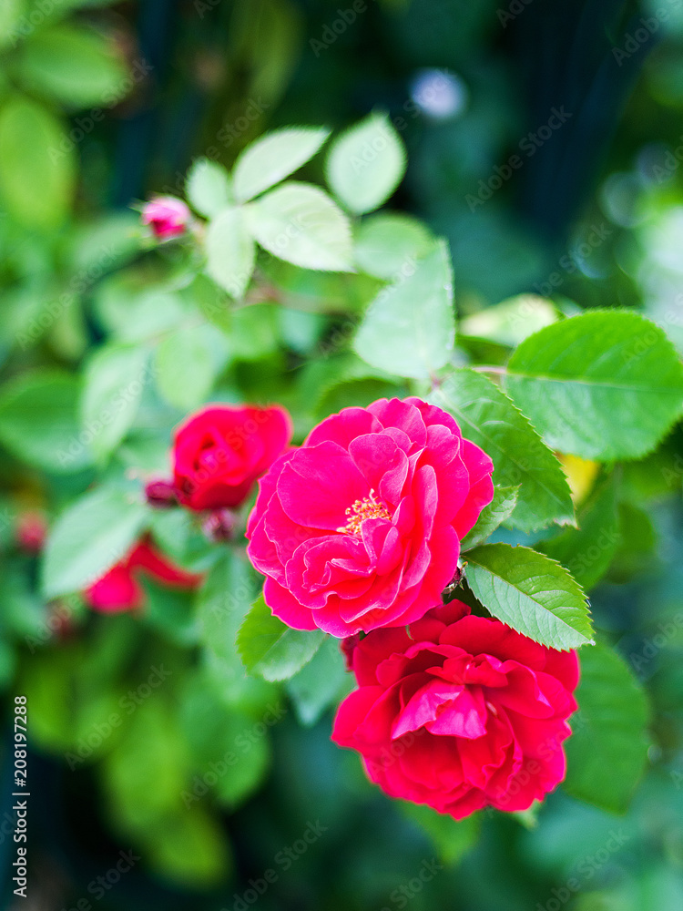 Bright summer flowers of shrub roses close-up in the garden. Macro. Buds. Red roses Bright summer flowers of shrub roses close-up in the garden. Macro. Buds. Red roses
