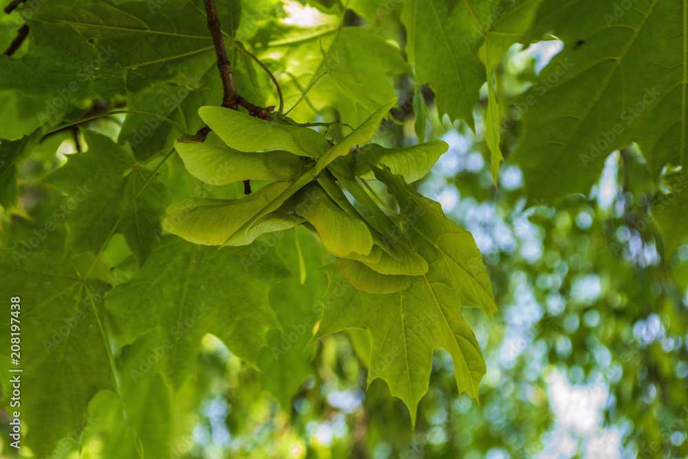 Maple seeds on the tree Maple seeds on the tree