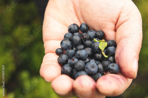Ripe tasty berry in the palm of a man. © Roman Rvachov