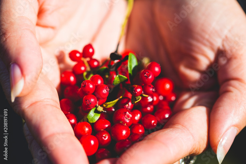 Ripe tasty cowberry in the palm of a woman. © Roman Rvachov