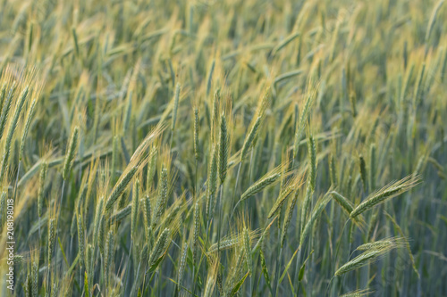 ein Gerstenfeld in der Abendsonne