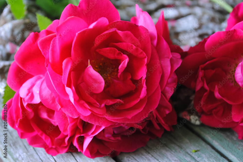 Bouquet of red roses Bouquet of red roses