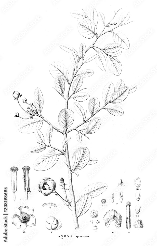 Plakat Illustration of plant