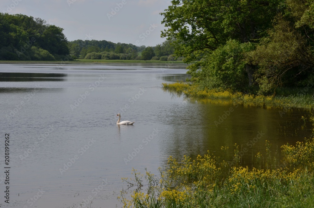 Fototapeta premium Étang de Gondrexange en Moselle, France