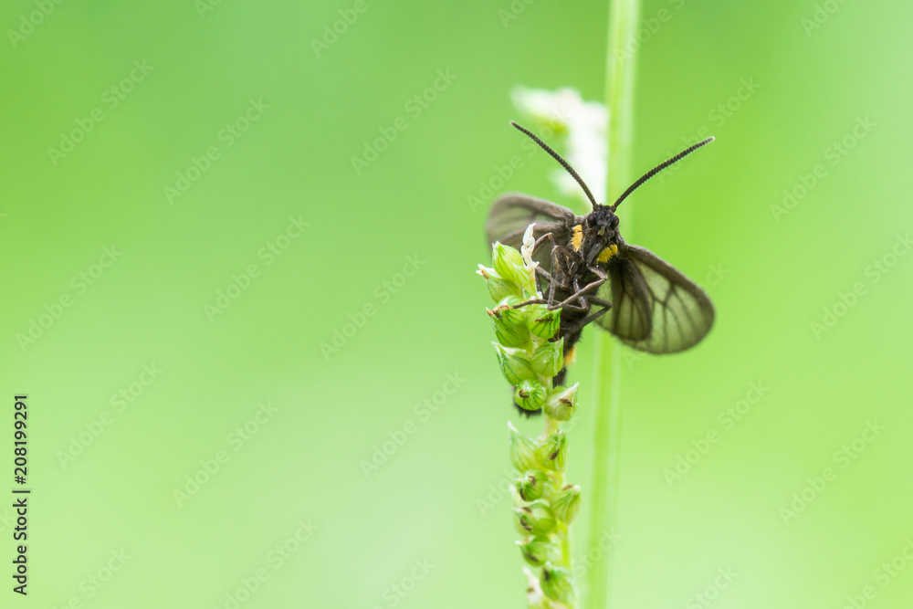 Big black wasp was climbing a small tree tops looking for food with green nature background. Big black wasp was climbing a small tree tops looking for food with green nature background.