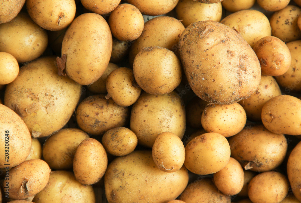 viele Kartoffeln Ernte Sand Boden Erde dreckig viele Kartoffeln Ernte Sand Boden Erde dreckig