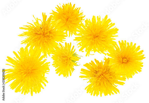 yellow dandelions on a white background