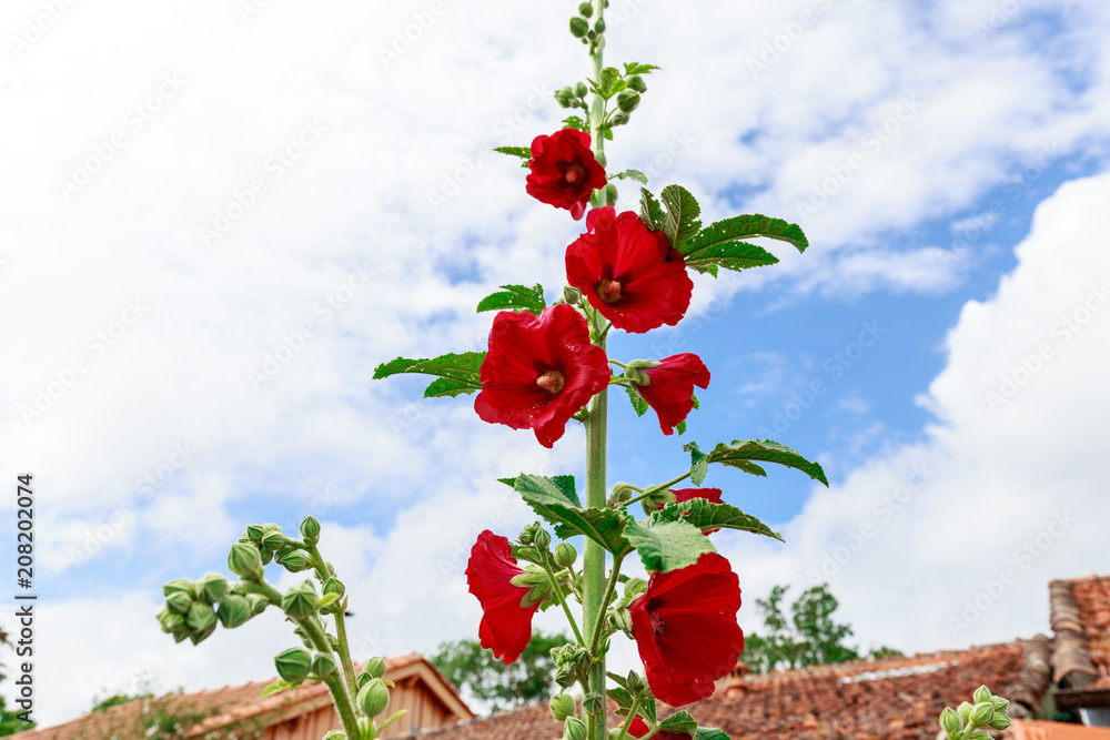 Φωτογραφία Rose trémiere, fleure sauvage du sud ouest de la france