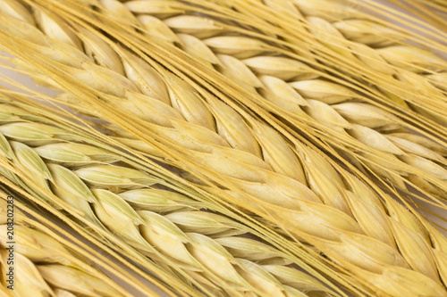 Springs of wheat on a white background. Close up. Top view.