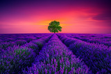 Tree and lavender field in Provence