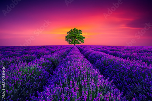 Tree and lavender field in Provence