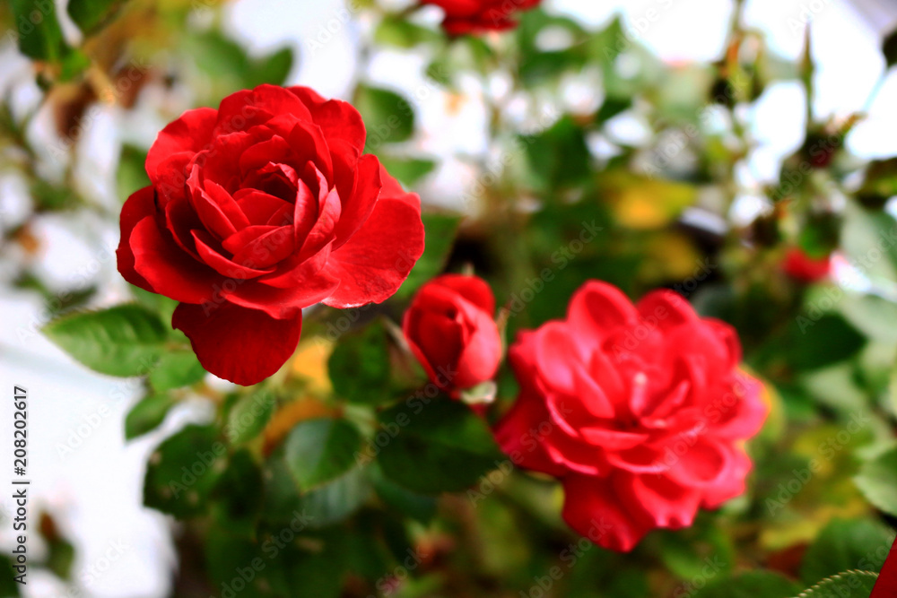 A small red rose that bloomed beautifully A small red rose that bloomed beautifully