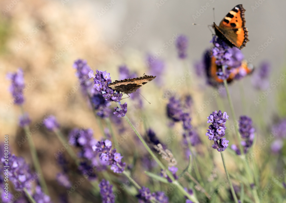 Colorful Butterfly on the blooming lavender flowers Colorful Butterfly on the blooming lavender flowers
