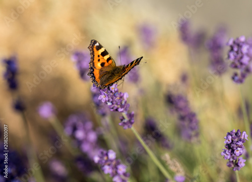 Colorful Butterfly on the blooming lavender flowers © wjarek