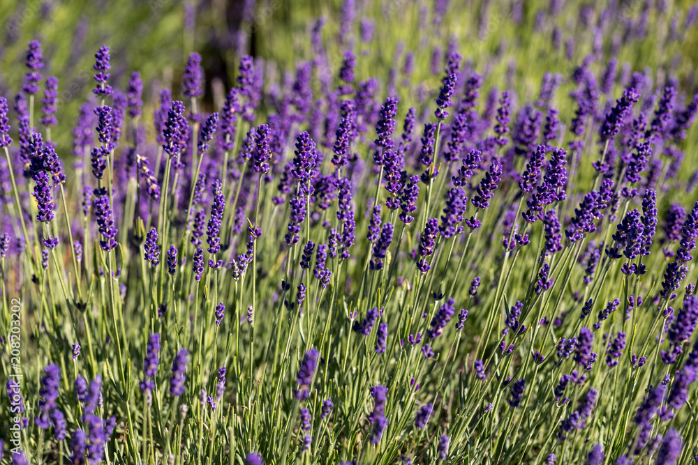 the blooming lavender flowers in Provence, near Sault, France the blooming lavender flowers in Provence, near Sault, France