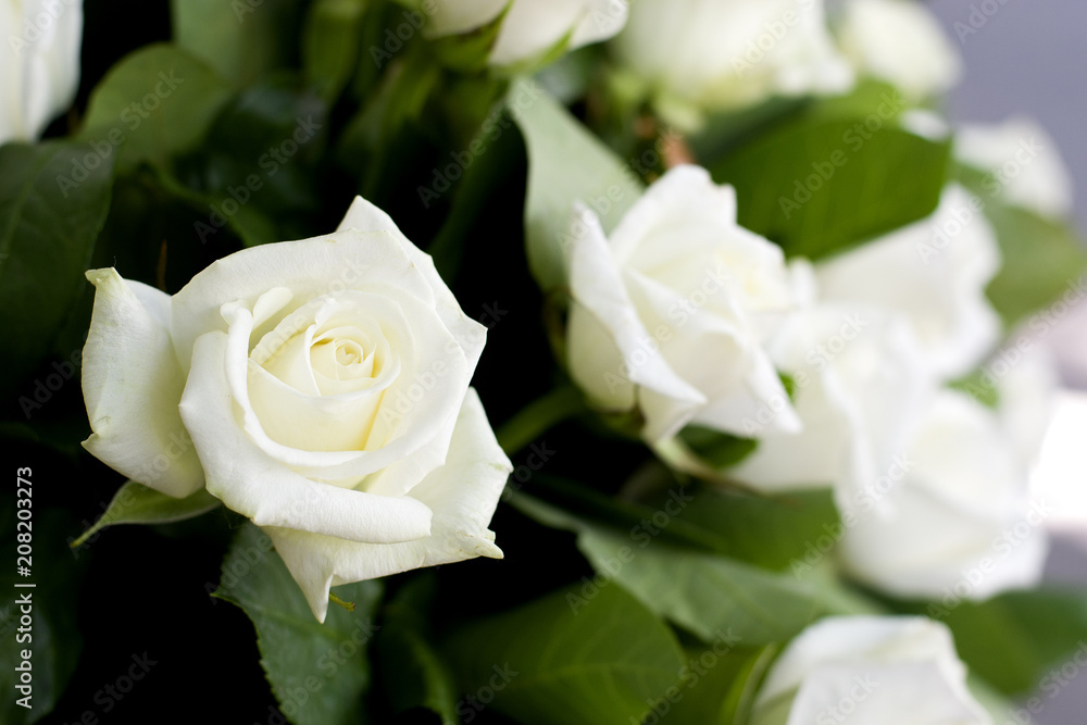 White roses close-up in the basket. A bouquet of beautiful white roses in a wicker basket. Delicate white roses close-up. White roses close-up in the basket. A bouquet of beautiful white roses in a wicker basket. Delicate white roses close-up.