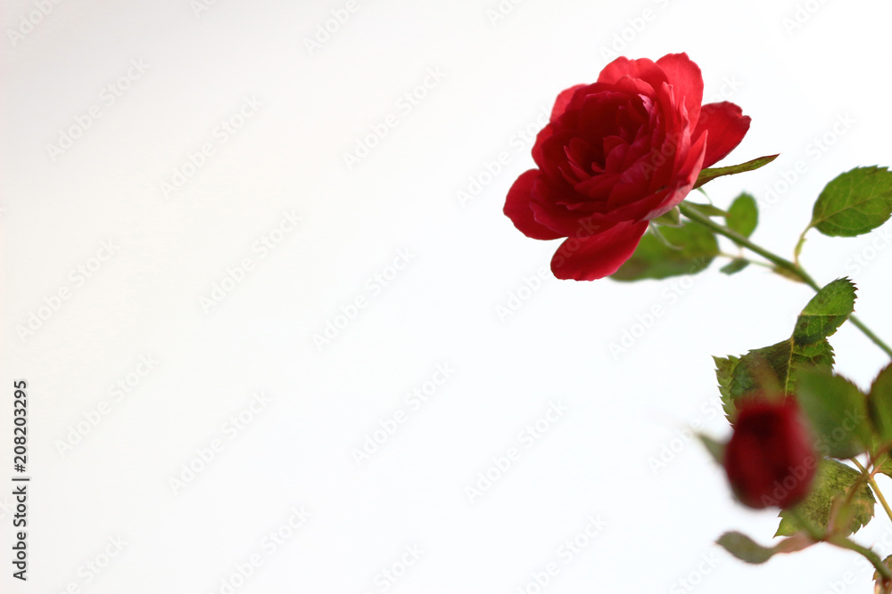 A small red rose blooming beautifully on the background of white A small red rose blooming beautifully on the background of white