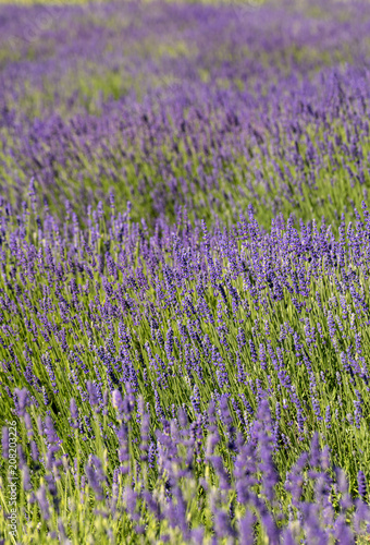  the blooming lavender flowers in Provence, near Sault, France