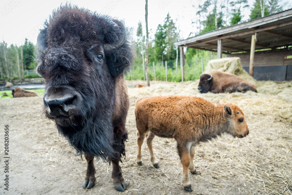 Fototapeta premium Bison animals in safari park