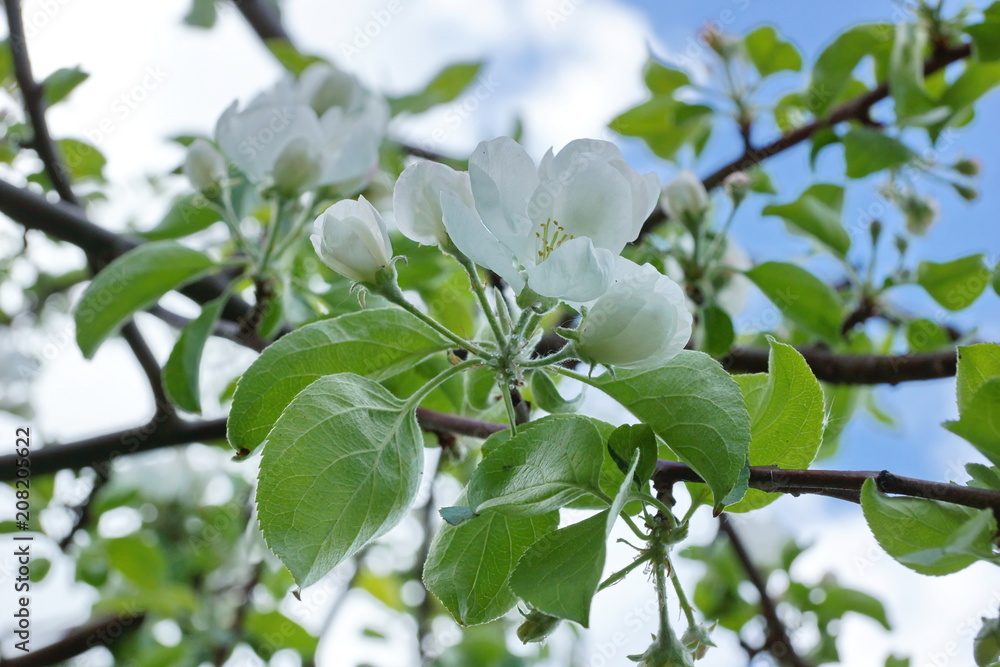 Fototapeta premium Apple tree branches white flowers blue sky clouds
