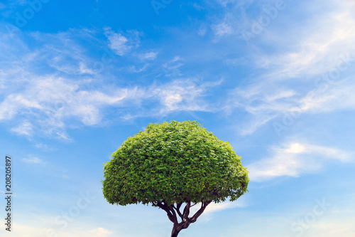 A shot tree on sky background.