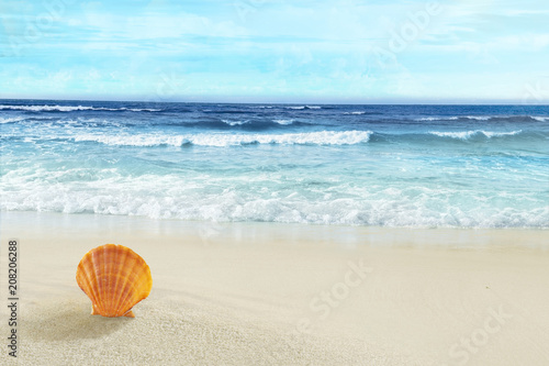 Seashell in the sand. Tropical beach. 
