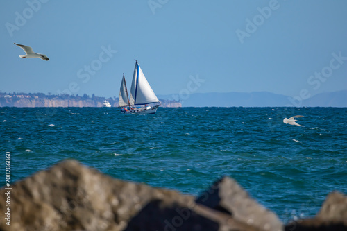 Sail and seagulls at the ocean